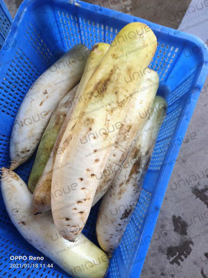 Автоматическая машина для очистки кожи для пищевой промышленности и рябины Дайкон