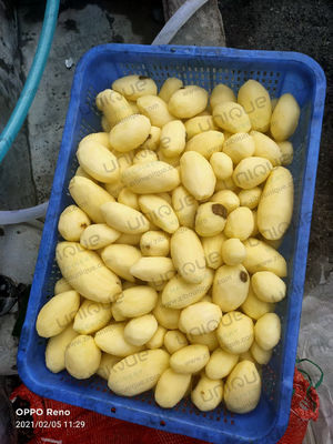 2022 год Автоматическая машина для мытья и очистки картофеля в малом бизнесе