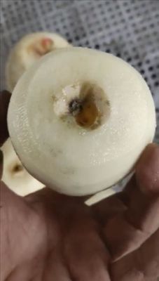 Полностью автоматическая машина для очистки коры и очистки кожи яблок и груш для 2022 года