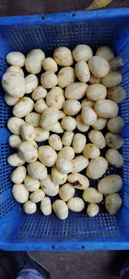 Специализированная вольтная машина для мытья и очистки картофеля для пищевой промышленности