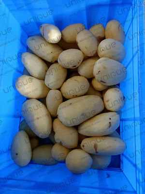 Специализированная вольтная машина для мытья и очистки картофеля для пищевой промышленности